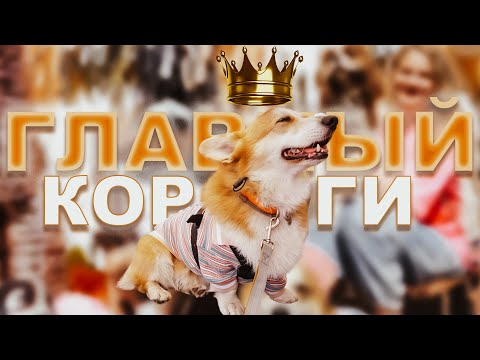 Бентли возглавил корги! Новый насос для бассейна. Идем на самый крупный фестиваль питомцев