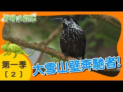 【大雪山壁奔馳者】好好玩自然 ｜第2集_第一季｜柳丁哥哥 阿峰老師｜生態探索｜YOYO