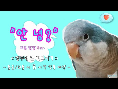 앵무새 말 가르치기 ★"안녕?"★ 8시간 반복 재생 [배경음 없음]