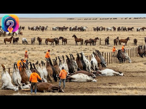 КАК МИЛЛИОНЫ ДИКИХ ЛОШАДЕЙ БЫЛИ УБИТЫ. ВОССТАНОВЛЕНИЕ ПОПУЛЯЦИИ.!