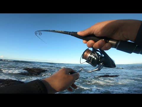 شاهد على المباشر لحضة هجوم سمك الدرعي على الطعم الاصطناعي مع معلومات هامة على تقنية سبينينغ