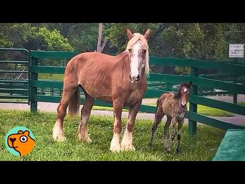 Work Horse Adopts Tiniest Foal Found Alone At Auction | Cuddle Buddies