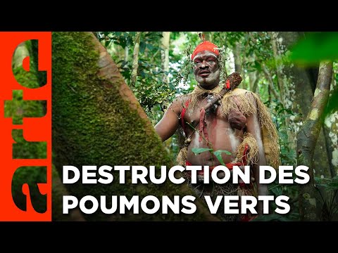 Gabon - La forêt qui soigne | Gardiens de la forêt | ARTE