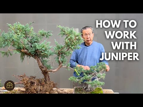 How to Work on BIG and Small Juniper Bonsai