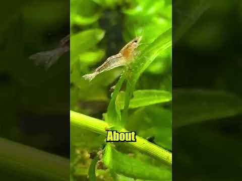 I found this in my tank...