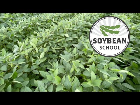 Soybean School: 100 bushels and the sulphur connection