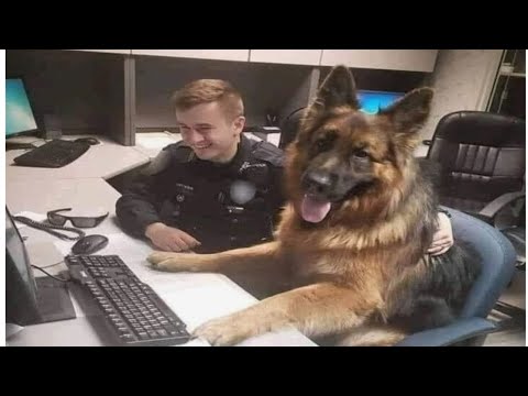 When God Sends You a Comedian German Shepherd 😂