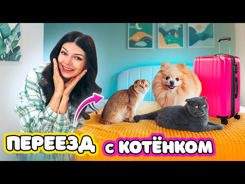 КОТЕНОК ПЕРЕЕХАЛ в НОВЫЙ ДОМ | ПЕРЕЕЗД с ПИТОМЦАМИ | 24 ЧАСА в НОВОЙ КВАРТИРЕ ОДИН ДЕНЬ с ПИТОМЦАМИ