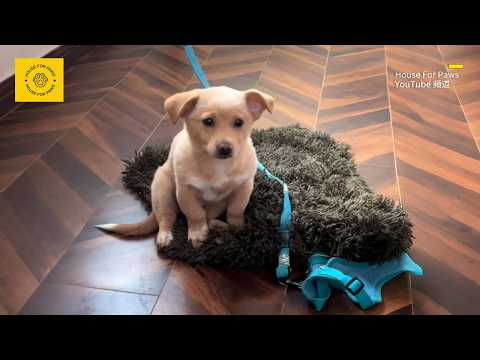 The Stray Puppy Brought Home Was Chased Away by the Pet Dog, Desperately Trying to Please to Stay