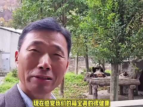 姜爷爷和福宝见面翻译版来了 出发前姜爷爷告诉了宝家成员要去看福宝的消息见到福宝的那一刻姜爷爷的开心溢于言表这是心心念念好久好久的大孙女啊#大熊猫福宝 #福宝960P