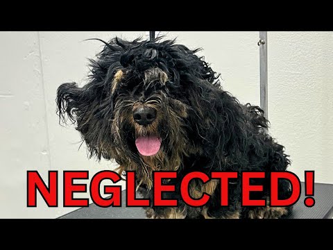 You Won't Believe This Dog's Makeover!