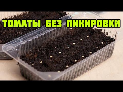 Забытый Способ Посева и Выращивания Томатов Без Пикировки – Крепкая Рассадка!