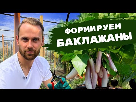 Все о формировании БАКЛАЖАНОВ | Безупречный парник своими руками. Мульчирование. Защита от болезней.