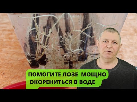 Growing/Rooting Grape Cuttings in Water: Basic Guidelines