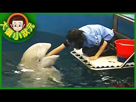 【大頭小狀元】白鯨守護天使  YOYO 第二季 #04