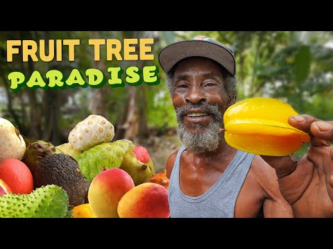 Tropical Fruit Tree Paradise! Swift River, Jamaica with Mr MacDonald 🇯🇲