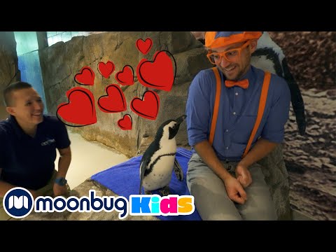 Блиппи идет в океанариум | @Блиппи на русском - Blippi | Блиппи