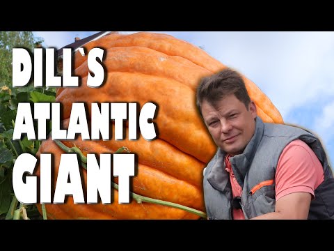 Всё о выращивании гигантской тыквы или гигантская тыква мечты