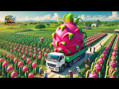 How Farmers Harvest Dragon Fruit | Agriculture Documentary