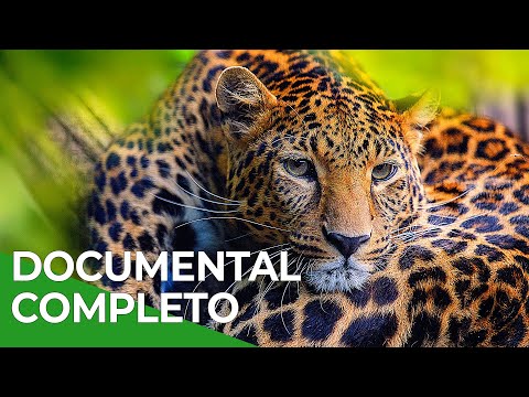 Milagros de la Naturaleza, Episodio Triple 04-06 | Free Documentary Nature - Español