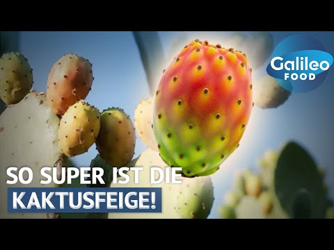 Stachelige Überraschung! So VIELSEITIG ist die Superfrucht KAKTUSFEIGE! | Galileo Food
