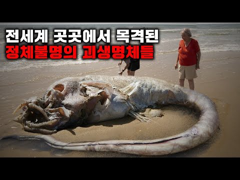 전세계 곳곳에서 목격되는 정체불명의 괴생명체들 I 11월의 몰아보기
