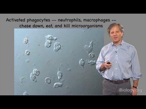 The Immune System - Ira Mellman (Genentech)