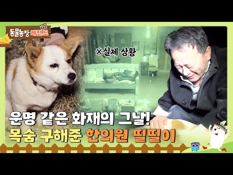 [TV Animal Farm Legend] 😭 The day of the fateful fire. #TVAnimalFarm #SBSstory