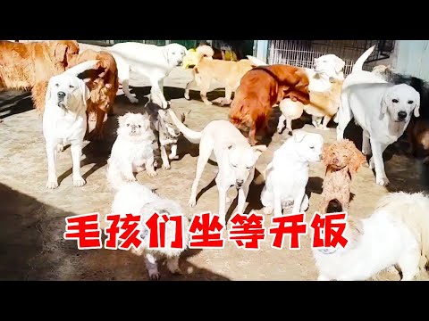 坐等开饭的毛孩们：安安静静坐成一排，眼里的期待都要漫出来啦！