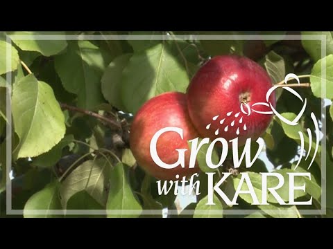 Grow with KARE: Triumph apples