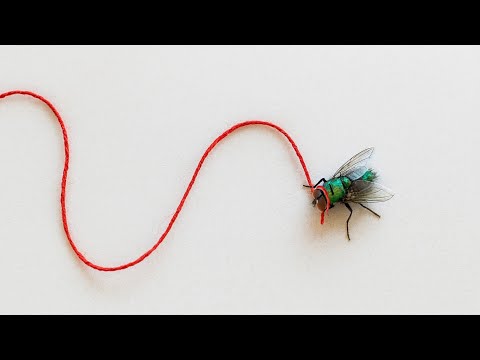 How Much Weight Can a Fly Lift? (I put one on a leash to find out)