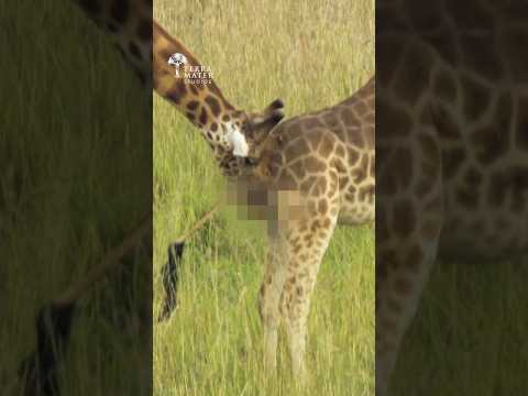 Nature's Weird Giraffe Pregnancy Test - They drink WHAT? 😳