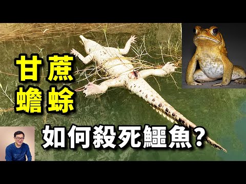 為什麼蟾蜍竟然成了鱷魚的「天敵」?世界上破壞力最大的動物之一,澳大利亞甘蔗蟾蜍已無法阻擋……【老肉雜談】#動物 #物種入侵 #蟾蜍 #甘蔗蟾蜍 #世界百大入侵物種