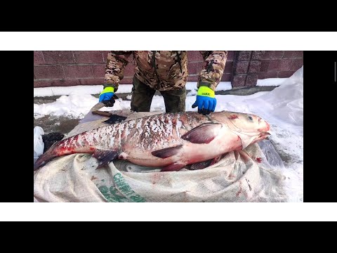 A 47kg silver carp balyk! I've never cut a fish this big before.