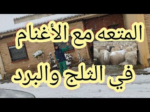 شاهدوا سقوط الثلوج.🐏👍🐕🐑
