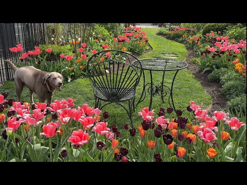 April Garden Tour: Tulips, Daffodils, & Hyacinths in Full Bloom / Northlawn Flower Farm
