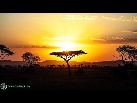 THE BEST Morning Music With Positive Energy To Feel Good 528Hz