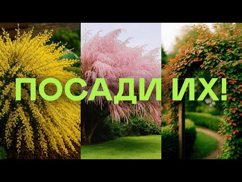 Самые Дешевые Эффектные Кустарники Для Красивого Сада
