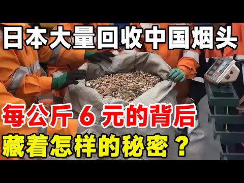日本大量从中国回收烟头，每公斤6元的背后，藏着怎样的秘密？#科普 #科普頻道