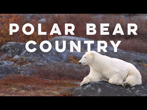 Polar Bear Country • Churchill, Manitoba