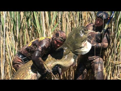 The Biggest Fish "MEETING WITH GIANTS." Huge 89kg Catfish! Spearfishing 2019