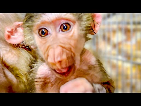 Степашку ПОКУСАЛИ КОМАРЫ, глаз заплыл,он наверно самый сладкий, ни Маню, ни Люсю никогда не кусали)