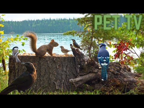 Cat TV - Autumn Birds & Squirrels by the Lake 🪺 Relaxing Nature for Dogs, Cats, & People