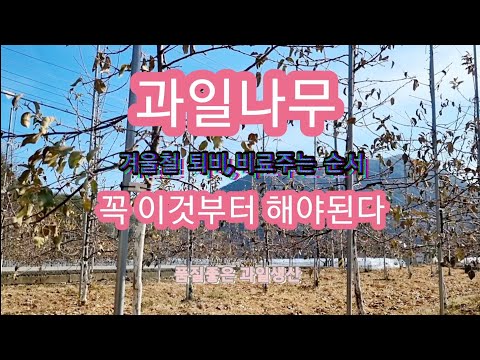 과일나무 겨울철에 이것부터 토양에 시비하고,퇴비 뿌리고,밑비료를 해야된다