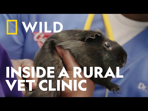 Every Case Is Unexpected | Critter Fixers | National Geographic WILD UK