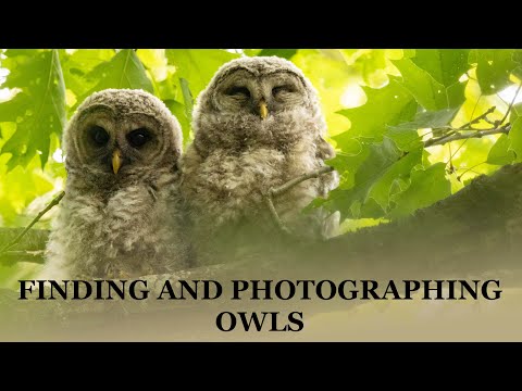 Bird Photography:  2 Days spent FINDING and PHOTOGRAPHING Barred Owls In the Connecticut Forest