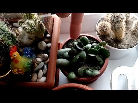 Новости с подоконника о суккулентах. Комнатные растения 2022