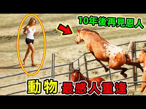 全世界最感人10個動物重逢！企鵝橫跨8000公里見恩人，第一名一生救下5000動物，結局實在讓人淚目。|#世界之最top #世界之最 #出類拔萃 #腦洞大開 #環球之最 #top10 #動物重逢
