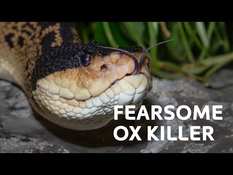 The Most Deadly Snake Bite In The World