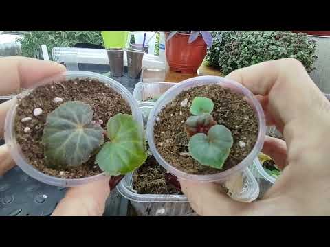Бегония из семян. Быстрый рост сеянцев. Пикировка бегонии в отдельные стаканы. Корни супер.